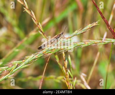 Selektiver Fokus der Heuschrecke sitzt auf schönen grünen Weizenspieß-Pflanze, natürlicher grüner Hintergrund mit Kopierraum, weicher selektiver Fokus. Stockfoto