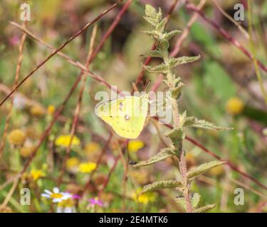 Kleiner kupferfarbener berger-gelber Schmetterling, der an einem sonnigen Tag in der Türkei von Antalya in einem Sommergarten auf grünem Hintergrund auf der Blume sitzt. Stockfoto