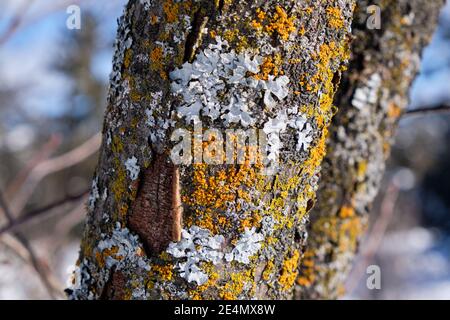 Baumrinde, auf der gelber Pilz und weiße Flechten wachsen, am sonnigen Wintertag Stockfoto