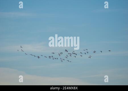 Viele Flamingos fliegen über der Bucht von Cadiz im Süden Spanien Stockfoto