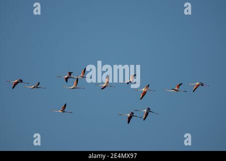 Viele Flamingos fliegen über der Bucht von Cadiz im Süden Spanien Stockfoto