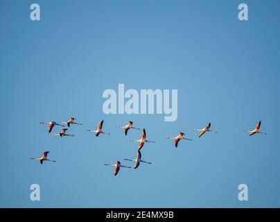 Viele Flamingos fliegen über der Bucht von Cadiz im Süden Spanien Stockfoto