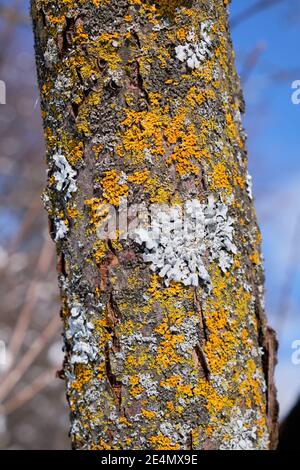 Baumrinde, auf der gelber Pilz und weiße Flechten wachsen, am sonnigen Wintertag Stockfoto