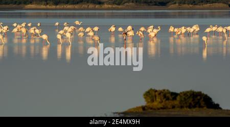 Blick auf eine Flamingo-Kolonie in den Gewässern der Naturpark Bucht von Cadiz in Südspanien Stockfoto