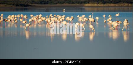 Blick auf eine Flamingo-Kolonie in den Gewässern der Naturpark Bucht von Cadiz in Südspanien Stockfoto