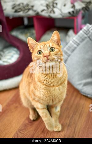 Eine entzückende Ingwer tabby Katze mit großen expressiven Augen ist Betteln um Essen oder Spielzeit Stockfoto