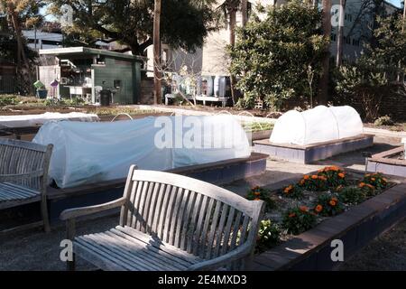 Stadtgärten, Park, Dirt Oven, Veranstaltungen, berühmte historische Personen, Familien, Kale, Cabbages, Boden, Pavillon, kaltes Wetter Abdeckung, und Vegetarische Wortspiele Stockfoto