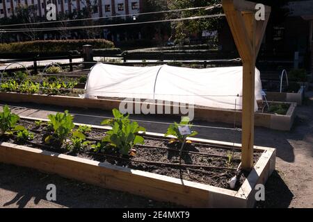 Stadtgärten, Park, Dirt Oven, Veranstaltungen, berühmte historische Personen, Familien, Kale, Cabbages, Boden, Pavillon, kaltes Wetter Abdeckung, und Vegetarische Wortspiele Stockfoto