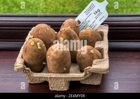 Das Kitting von Saatkartoffeln auf einer Fensterbank fördert starke Triebe vor dem Pflanzen. Dies sind Charlotte zweite frühe Kartoffeln. Stockfoto