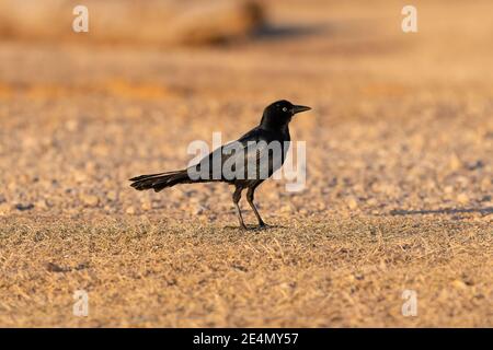 Ein Schwanzgrackle, der auf dem Boden in einem Fleck von braunem, trockenem Gras steht, während er auf den Boden schaut. Stockfoto