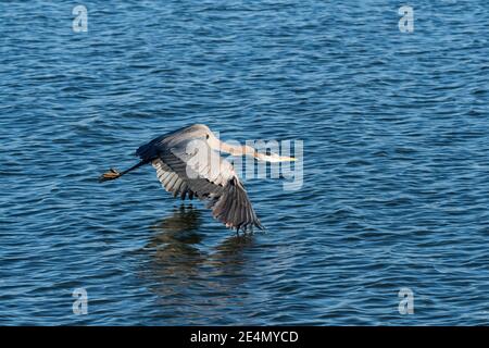 Ein Blaureiher mit den Spitzen seiner langen, mächtigen Flügel, die das Wasser eines Sees berühren, während er an einem sonnigen Morgen anmutig vorbeifliegt. Stockfoto