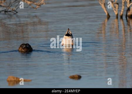 Schwanzfedern und Flügelspitzen einer männlichen Mallard-Ente, die in der Luft aufsteht, während sie ihren Kopf unter Wasser taucht, während sie in einem See nach Nahrung sucht. Stockfoto