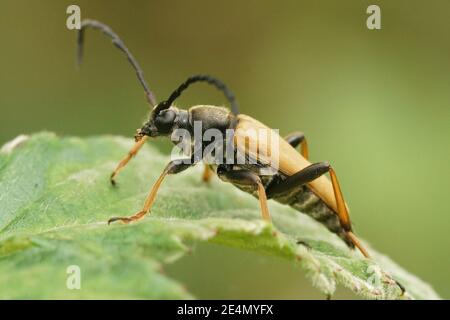 Nahaufnahme eines rot-braunen Longhorn Käfer, Stictoleptura rubra Stockfoto