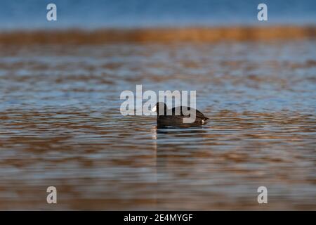 Ein einsamer amerikanischer Russ, der an einem sonnigen Morgen allein auf dem ruhigen Wasser eines Sees schwimmend ist. Stockfoto