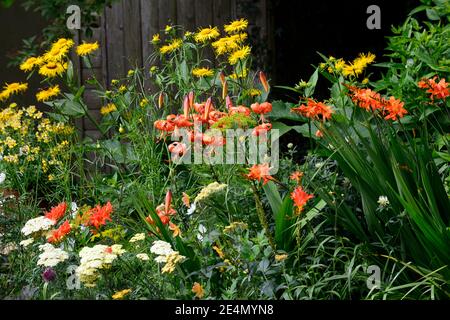 lilium lancifolium tigrinum splendens, Inula magnifica Sonnenstrahl, orange gelbe Blüten, blühende Zwiebeln, gesprenkelte Markierungen, Crocosmia, Pflanze Porträts, o Stockfoto