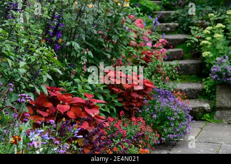 Coleus Lagerfeuer, Solenostemon scutellarioides Lagerfeuer, Dahlia, Ringelblume, Tagetes cinnabar, Salvia amistad, Blumen, Treppen, Pfad, Orange, Rost, Farbe, gemischter Plan Stockfoto