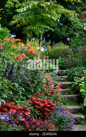 Coleus Lagerfeuer, Solenostemon scutellarioides Lagerfeuer, Dahlia, Ringelblume, Tagetes cinnabar, Salvia amistad, Blumen, Treppen, Pfad, Orange, Rost, Farbe, gemischter Plan Stockfoto