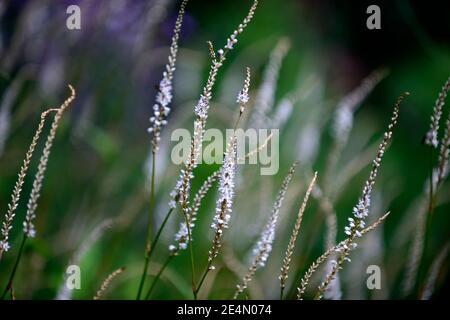 persicaria amplexicaulis alba, weiß, Blume, Blumen, Blüte, mehrjährig, Stauden, RM Floral Stockfoto