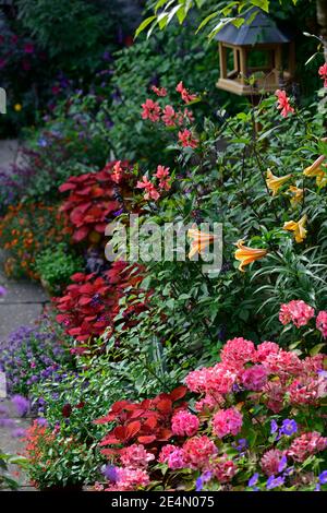 lilium afrikanische Königin, Coleus Lagerfeuer, Solenostemon scutellarioides Lagerfeuer, Salvia Liebe und Wünsche, Ringelblume, Tagetes cinnabar, Salvia amistad, Dahlia, oran Stockfoto