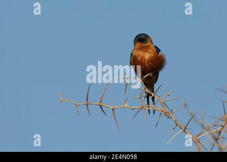 Rotbrustschwalbe, Etosha, Namibia, August 2013 Stockfoto