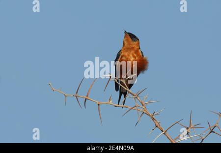 Rotbrustschwalbe, Etosha, Namibia, August 2013 Stockfoto