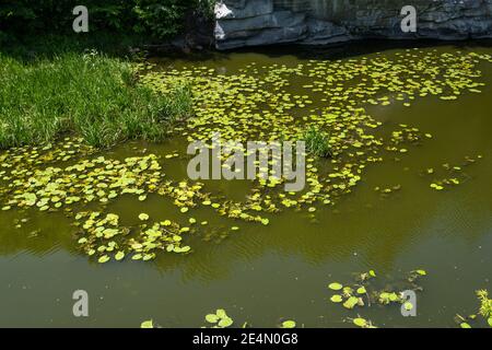 Buky Canyon Sommerlandschaft, Hirskyi Tikych Fluss, Tscherkassy Region, Ukraine. Stockfoto