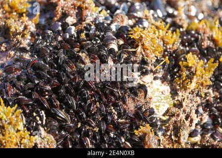 Muscheln mit Felsen im Mittelmeer verbunden Stockfoto