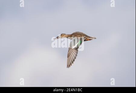 Nördliche Schaufelmaschine (Spatula clypeata) Weibchen fliegen, Andalusien, Spanien. Stockfoto