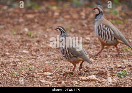 Rotbeinige Rebhuhn in einem Olivenhain, Andalusien, Spanien. Stockfoto