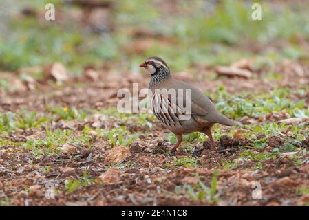 Rotbeinige Rebhuhn in einem Olivenhain, Andalusien, Spanien. Stockfoto