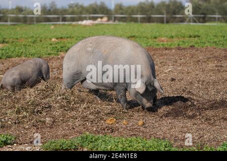 Hausschwein in einem landwirtschaftlichen Feld in Andalusien, Spanien. Stockfoto