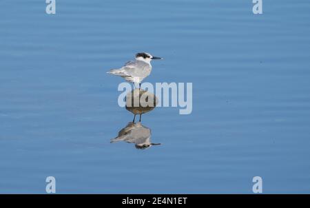 Sandwich-Seeschwalbe, Thalasseus sandvicensis, ruht auf einem Felsen im Wasser, Andalusien, Spanien. Stockfoto