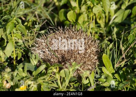 Ein junger europäischer Igel rollte in einem Ball. Spanien. Stockfoto