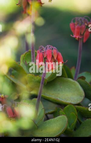 Blühende Rundblättrige Nabelkraut (Cotyledon orbiculata) Sukkulente Pflanze. Stockfoto