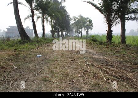 Wintermorgen Fotoaufnahme aus Bangladesch. Naturfotografie aus Bangladesch Stockfoto