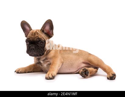 Französischer Bulldog-Welpe. Niedlicher kleiner Welpe. Stockfoto