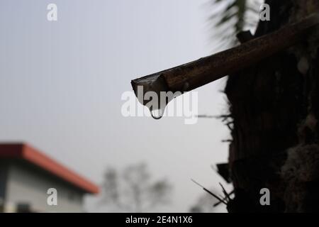 Datum-Palme Winter Morgen Foto-Aufnahme aus Bangladesch.natürliche Winter-Fotografie Stockfoto