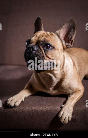 Entzückende junge französische Bulldogge. Nahaufnahme eines Hundes Stockfoto