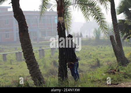 Datum-Palme Winter Morgen Foto-Aufnahme aus Bangladesch.natürliche Winter-Fotografie Stockfoto