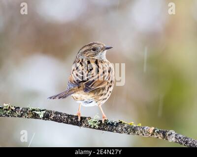 Ein Dunnock im Schnee im Winter in Mitte Wales Stockfoto