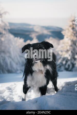 Eine Winterlandschaft von Border Collie im Schnee stehen Stockfoto