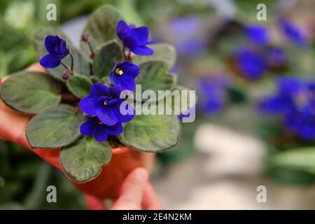 Senpolia Sektion der Untergattung Streptocarpella der Gattung Streptocarpus. Eine der häufigsten Zimmerpflanzen; es ist auch in der Blumenzucht als bekannt Stockfoto