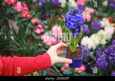 Weibliche Floristen Hände mit blauer Hyazinthe mit Wassertropfen im Blumentopf, Gewächshaus mit Pflanzen Stockfoto