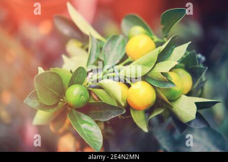 Calamondin oder Citrofortunella microcarpa gehört zur Familie der Rutaceae. Zitrusbaum ein Hybrid aus Mandarinenbaum mit Kumquat fortunella Stockfoto