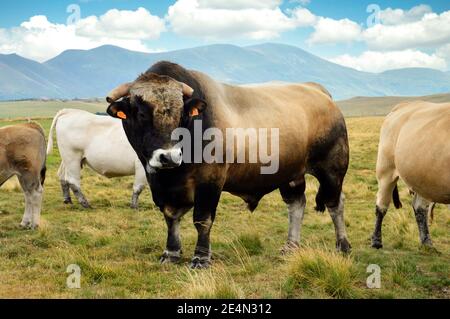 Ein schöner und kräftiger Aubrac-Bulle inmitten einer Herde Kühe in den Bergen. Stockfoto