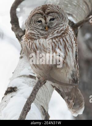 Barred Owl steht auf einem Baum Zweig, Quebec, Kanada Stockfoto