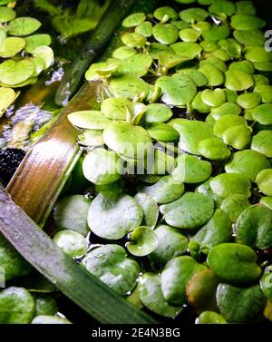 Schwimmende Aquarienpflanze oder Fischbecken, Seerose Typ. Limnobium laevigatum. Stockfoto