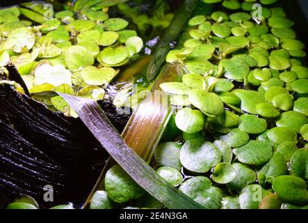 Schwimmende Aquarienpflanze oder Fischbecken, Seerose Typ. Limnobium laevigatum. Stockfoto