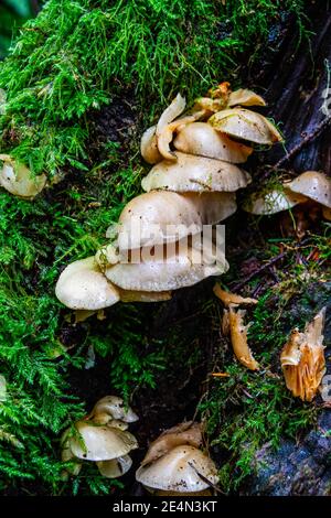 Wildpilze wachsen an der Seite eines Baumes in einem sehr feuchten Wald. Stockfoto
