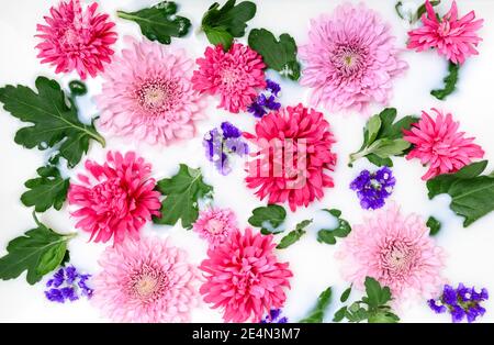 Rosa Chrysanthemum Blumen und grüne Blätter schwimmend in Milchwasserbad. Bio-Blumenpflege und Beauty-Spa. Entspannung und Wellness-Behandlung. B Stockfoto